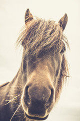 Icelandic Horse Portrait 15