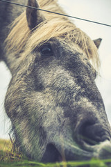 Icelandic Horse Portrait 14