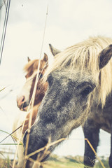 Icelandic Horse Portrait 8 © AristilisPhotography