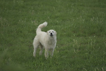 Obraz premium golden retriever running in grass