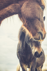 Icelandic Horse Portrait 7 © AristilisPhotography