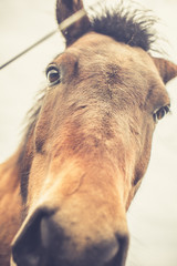 Icelandic Horse Portrait 2 © AristilisPhotography