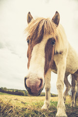 Icelandic Horse Portrait 1 © AristilisPhotography