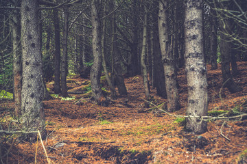 Icelandic Forest In Autumn 4 © AristilisPhotography