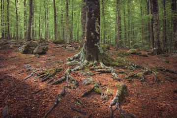 tree in the forest