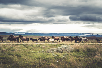 Icelandic Horses On The Road © AristilisPhotography