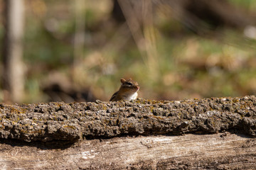 Chipmunks on a bough in the forest