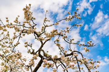 Photo of blossoming apple tree brunch with white flowers on blue sky background. Seasonal background