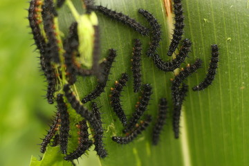 caterpillars on a leaf