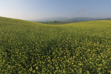 green field with yellow flowers