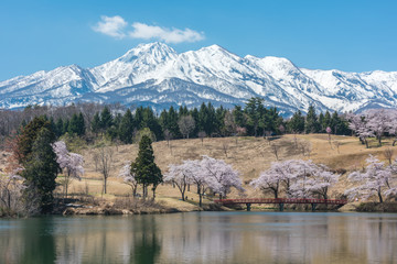陽春の妙高山