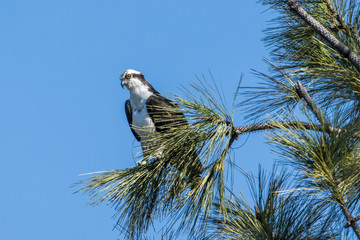 Osprey perched in a tree.