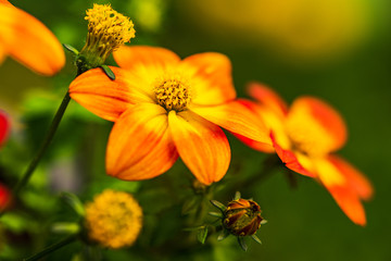 Beautiful orange flower in spring with green natural background. Detailed macro photography.