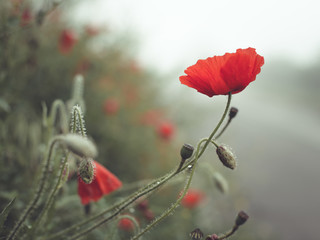 red poppy flowers
