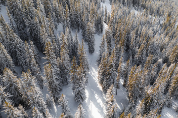Aerial view of a snowy forest