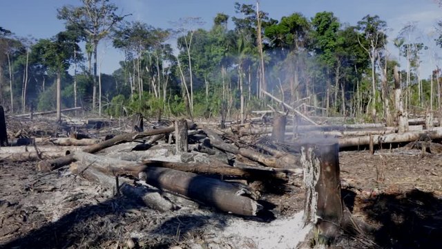 Amazon rainforest fire deforestation in Acre, Brazil. Trees burning and coal with forest in the background. Concept of ecology, conservation, environment, carbon footprint, co2 and climate change.