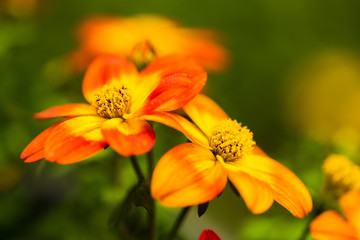 Beautiful orange flower in spring with green natural background. Detailed macro photography.
