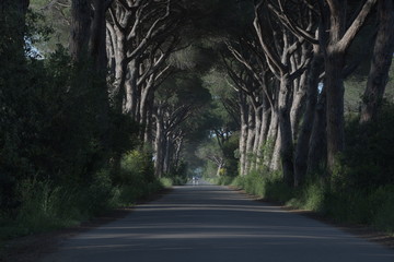 Obraz premium road in the forest