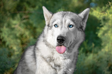 Portrait of funny Alaskan Malamute showing tongue on background of blurry trees. Strong and enduring sled dog for haul heavy freight is fooling around and making faces.