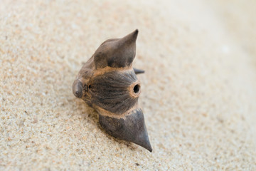 Water chestnut. Floating flyer or floating dumn nut chilim on sea sand. Selective focus.