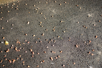 桜の花・がく・アップ