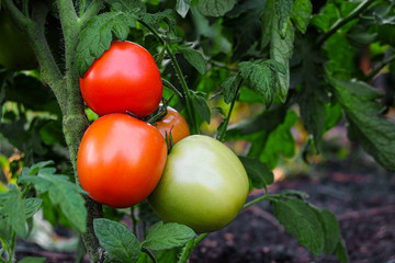 Ripening tomato vegetables on a green branch. Farm plantation with open soil.
