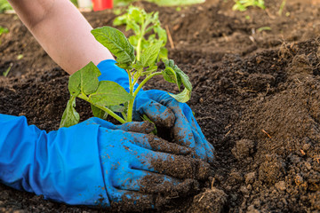 Gardener is planting tomato seedlings in open soil