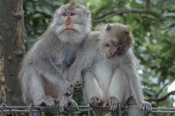 Fototapeta premium Monkeys playing Around, bali, ubud, indonesia