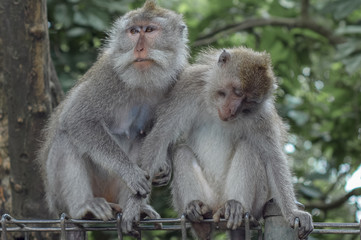 Monkeys playing Around, bali, ubud, indonesia