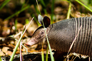 Blue Springs Armadillo 