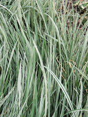 Obraz premium Variegated tuber oat grass. Background