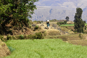 Obraz premium Terres cultivées dans les hautes-terres de Madagascar