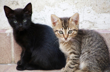 Fototapeta na wymiar Black panther and tiger Kittens 