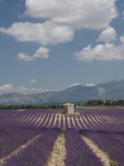 field of lavender