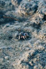 crab on the Currumbin creek