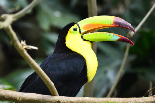 Tucan en la selva misionera. Argentina
