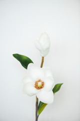 White Magnolia