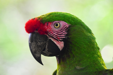 Loro de la selva misionera. Argentin