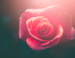 Closed Up Rose flower with vintage style;