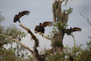 Vulture Trio 