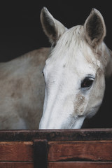 Portrait of horse standing in a horse farm pane