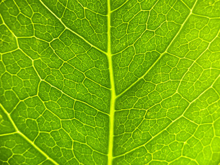 Close up View of a Green Leaf