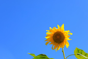파란 하늘과 노란 해바라기