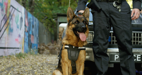 Police officer with his german shepherd dog, patrol car in the background...