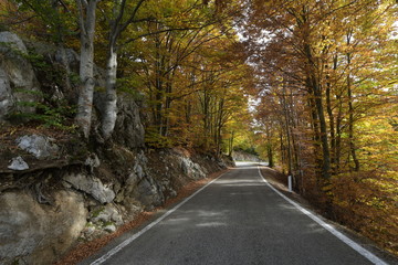Obraz premium road in autumn forest