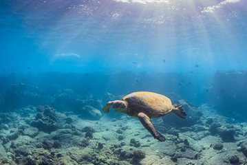 Obraz premium Green sea turtle swimming over coral reef on sunny day in clear blue ocean