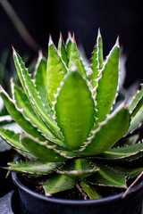 Obraz premium Tiny Succulent 