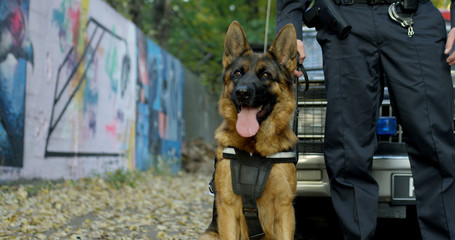 Police officer with his german shepherd dog, patrol car in the background... © VAKSMANV