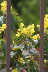 yellow flowers in the garden