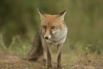 Fototapeta premium fox in the wild